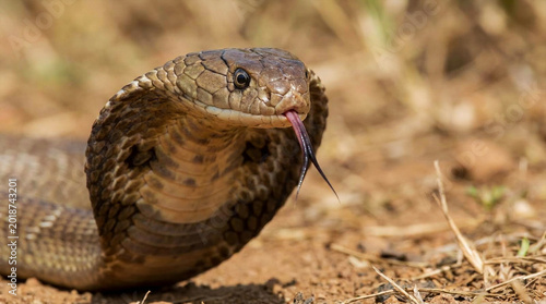 Monitor lizard resting on dry ground in natural habitat