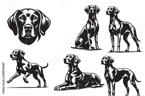 Bild auf Leinwand German Shorthaired Pointer dog vector set, hunting dog breed illustrations in bl