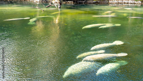 фотографія A herd of Florida Manatee (Trichechus manatus latirostris) swimming in the crystal-clear spring water at Blue Spring State Park in Florida, USA, a winter gathering site for manatees