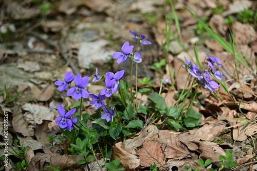 Wild purple violets blooming among dry leaves and twigs on the forest floor