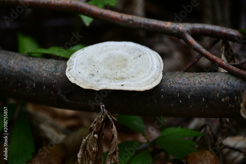 Bild auf Leinwand White shelf mushroom or bracket fungus growing on fallen tree branch