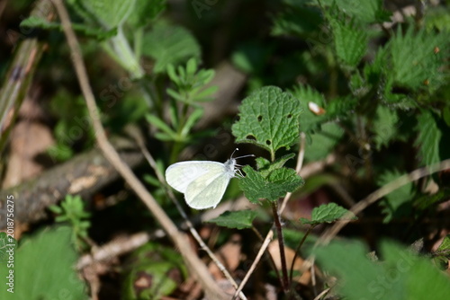 Photography Small white butterfly resting on green nettle leaves in the wild