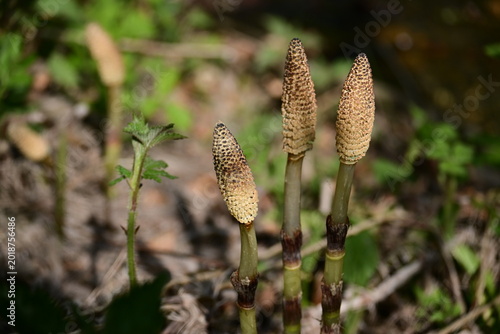 Photos Fertile spore-bearing stems of Common Horsetail Equisteum arvense in early spring