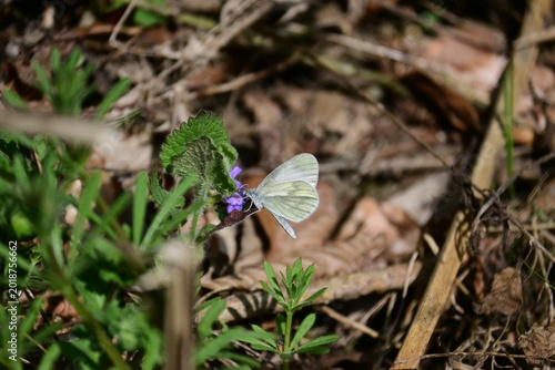 Photography Small white butterfly feeding,on a purple wildflower in the forest