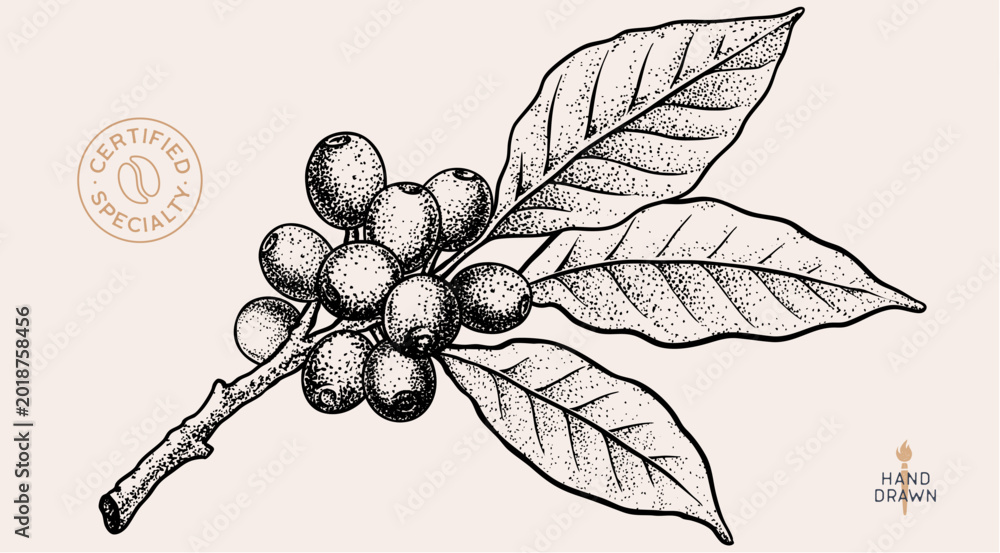 Obraz premium Vintage coffee branch bean plant sketch, organic cafe engraved logo. Botanical coffee plant bean branch identity, eco natural drawing. Bean branch plant coffee sketch. Vector Illustration