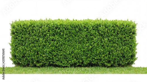 A well-manicured green hedge on transparent background