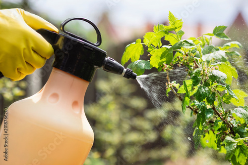 Spraying Currant Against Aphids, Pests and Plant Diseases. Spray Blackcurrant Bush after Flowering. 