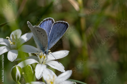 Canvas Print Beautiful blue butterfly resting on a white wild flower in a sunny field