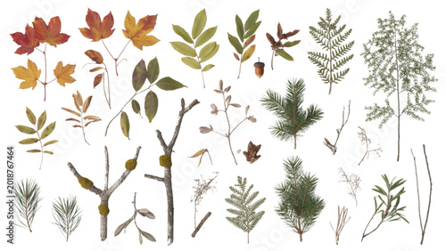 Quadro su tela Assorted dried herbs and botanical leaves collection