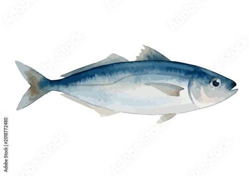 Watercolor-style fresh horse mackerel illustration, Japanese Aji for seasonal seafood dining ／ 水彩アジ