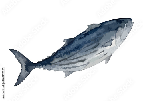 Photos Watercolor-style fresh Katsuo bonito illustration, Japanese skipjack tuna for se