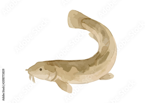 Watercolor-style fresh Dojo loach illustration, Japanese pond fish for stamina cuisine ／ 水彩どじょう