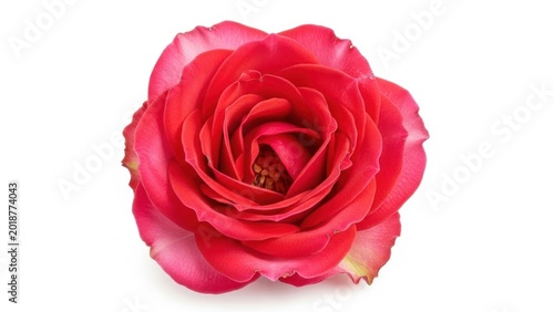 Vibrant red rose in full bloom