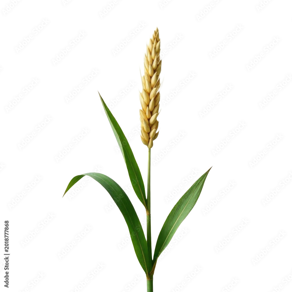 Obraz premium Single stalk of wheat on a plain white background