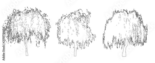 Foto Vector set of weeping willow trees in elevation view for use in architectural dr