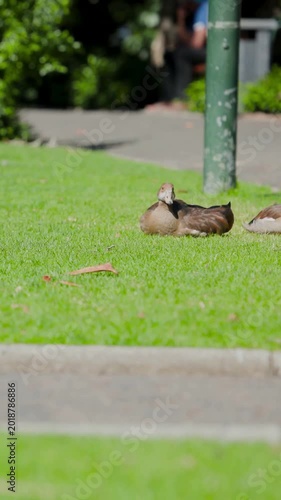 Vertical video: Resting brown duck staying alert on grass beside path, white sneakers passing by