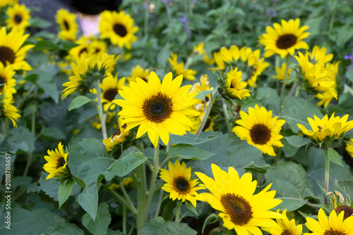 Beautiful sunflowers are blooming in the garden.