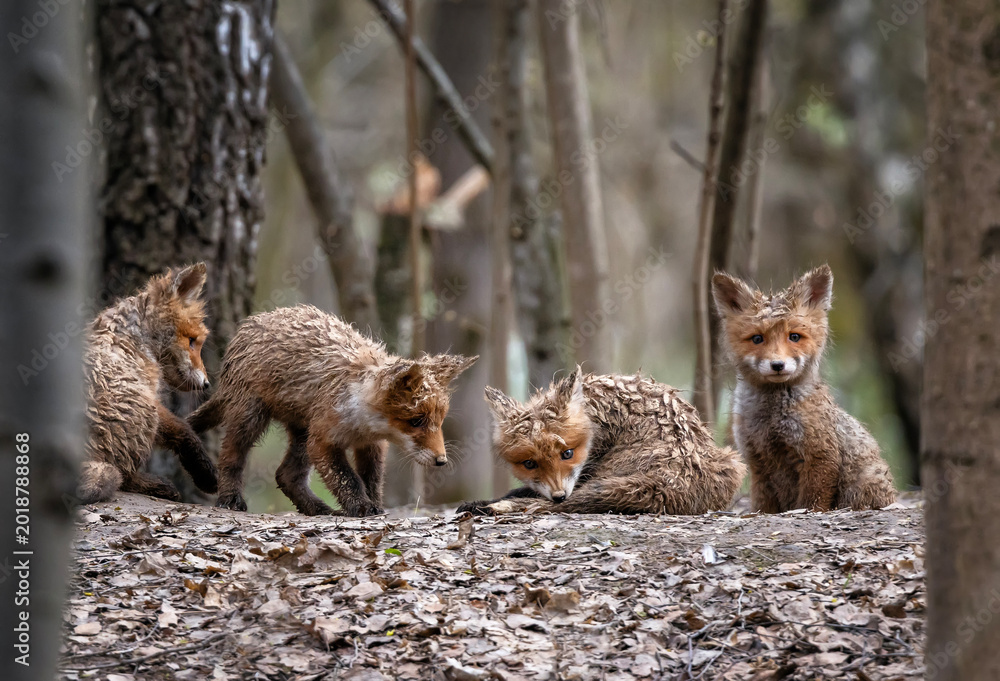 Fototapeta premium Portrait of four funny red funny dirty baby fox cubs curiously peeking out