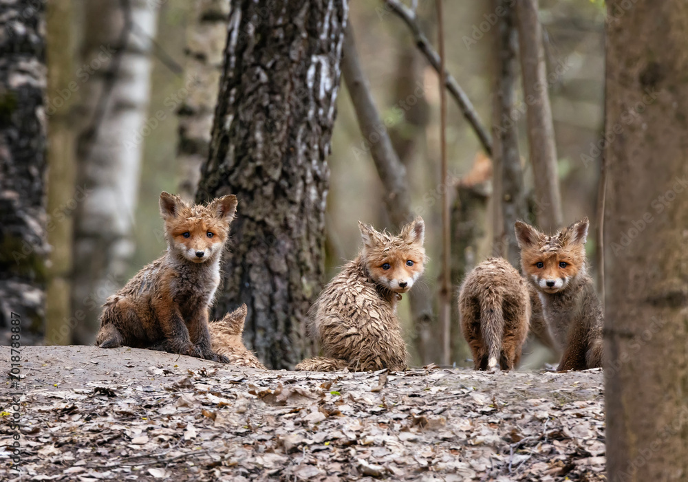 Obraz premium Portrait of funny red funny dirty baby fox cubs curiously peeking out