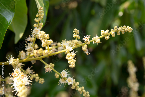 Longan flowers that are in bloom and ready to open.