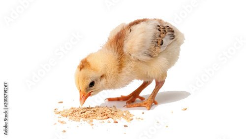 Quadro em tela Small fluffy yellow baby chicken chick pecking food on a surface for organic pou