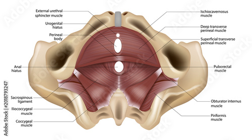 Tableau sur toile Labeled Female Pelvic Floor Muscles Anatomy Inferior View Medical Illustration