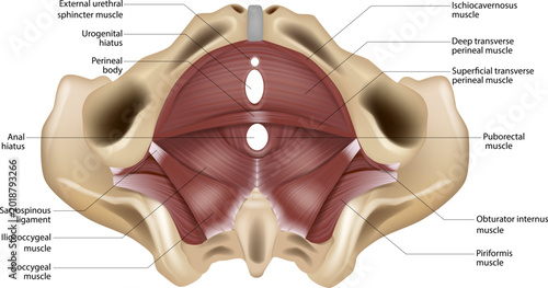 Foto Labeled Female Pelvic Floor Muscles Anatomy Inferior View Medical Illustration