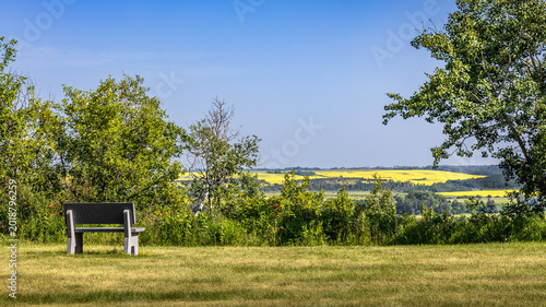 Schilderij op canvas Single outdoor, wooden bench situated between trees, overlooking Saskatchewan prairie landscape with canola field in the distance and slightly hazy, sky