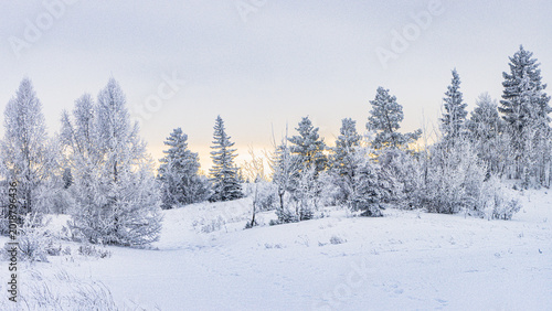 Foto Cold, winter day with a hint of a yellow and orange colored sky with several evergreen trees covered in hoar frost