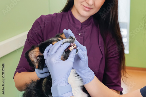 Photos A female veterinarian in purple scrubs checks a dog's teeth