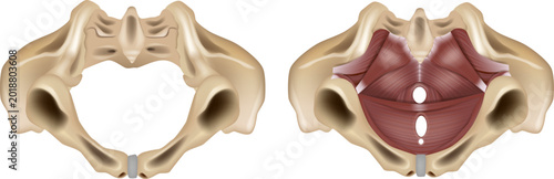 Photos Detailed medical illustration of the female pelvic floor anatomy showing the bony pelvis and pelvic diaphragm muscles from an inferior view