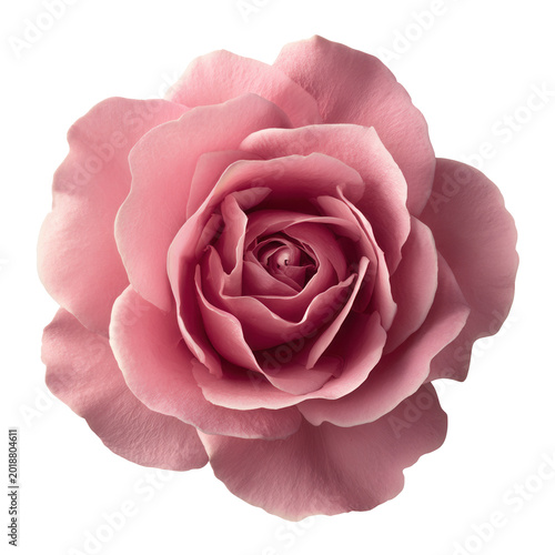 omantic pink rose head isolated on transparent background for beauty branding