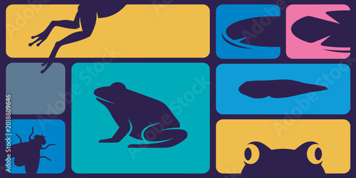 Fotografie Colorful graphic illustration of frogs and their life cycle stages