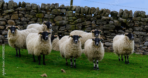 Photos A flock of sheep looking directly at the camera