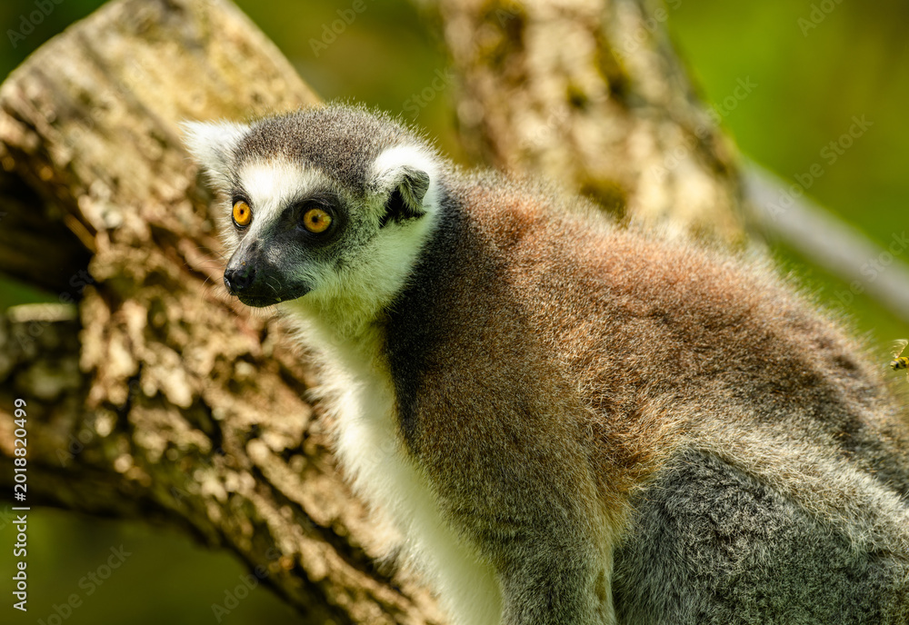 Obraz premium ring-tailed lemur (Lemur catta) staring