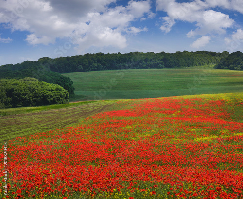 large field of wild red poppies with beautiful green hills and sky