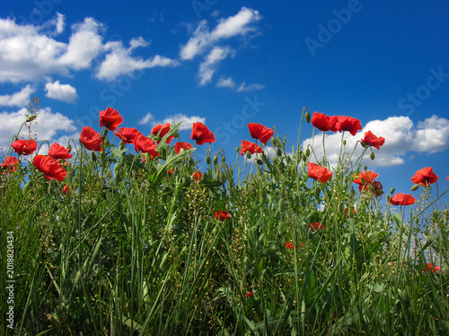 poppies in a field, view from below, against a blue sky