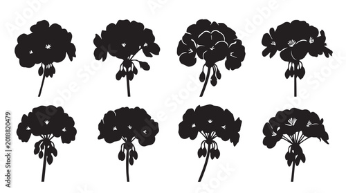 Geranium flower clusters in silhouette against a white background symbolizing growth and nature