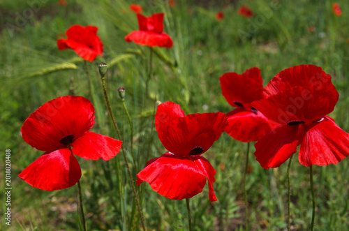 bright petals of red poppies, close-up