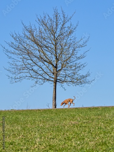 A leafless tree on the horizon, a hunting dog running towards it. A meadow in the foreground, blue sky.