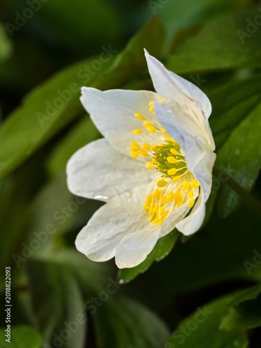 Wood anemone (Anemone nemorosa) in early evening ligh. Close up.