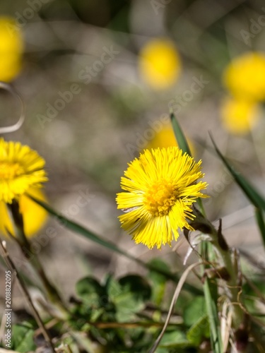 Coltsfoot (Tussilago farfara). Close-up of a flower with several other plants in the background.
