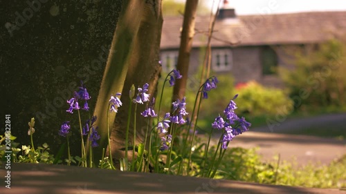 Bluebell flowers with English cottage background in warm sunlight background