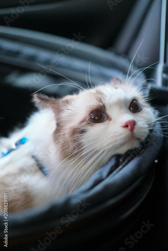 Cute Ragdoll cat sitting inside a basket in the car, ready for travel with a calm and adorable expression