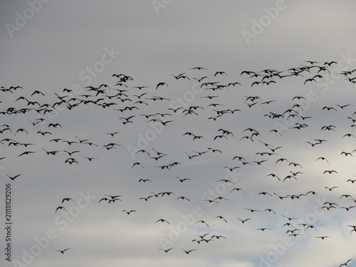Photos Brent Geese (Branta bernicla), pictured over the Exe Estuary, Devon, England