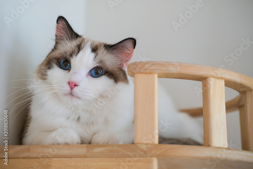 Cute Ragdoll on a cat climber wall, for pet climbing activity. Looking into the camera