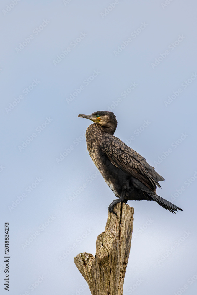 Fototapeta premium Large Cormorant perched on a weathered tree stump against a pale sky, calm wildlife portrait