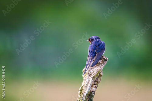 Barn swallow perched on a weathered branch with green bokeh background, profile view