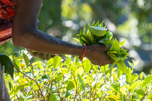 Close-up of hands holding fresh green tea leaves. Manual tea harvesting on a plantation in Ella, Sri Lanka.