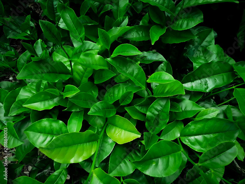 Lush green tea plantation background with morning tea leaves